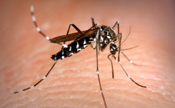 How Long Do Mosquitoes Live: Amazing Facts (2024) How Long Do Mosquitoes Live