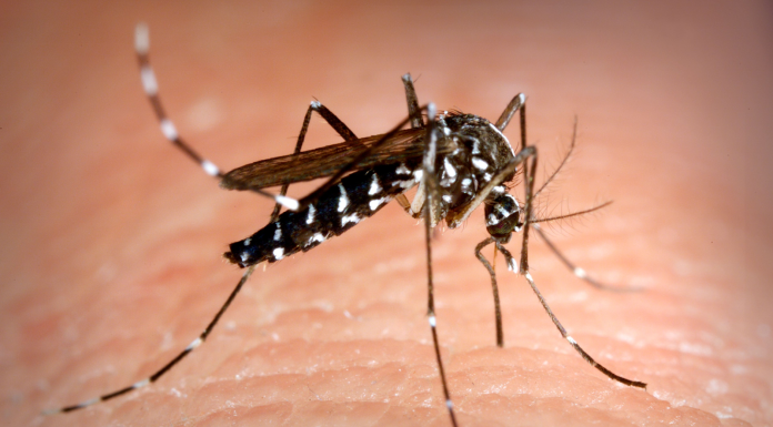 How Long Do Mosquitoes Live: Amazing Facts (2024) How Long Do Mosquitoes Live