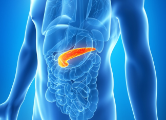 Can You Live Without a Pancreas? | Here’s All You Need To Know can you live without a pancreas