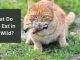 What Do Cats Eat in The Wild what do cats eat in the wild