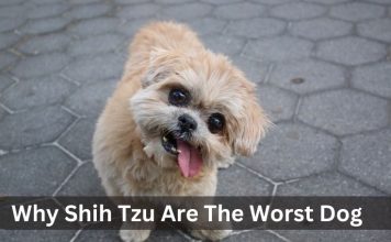 Why Shih Tzu Are The Worst Dog Why Shih Tzu Are The Worst Dog