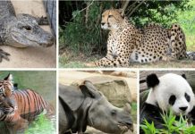 Top 10 Cleanest Animals in the World Top 10 Cleanest Animals in the World