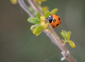 How Long Do Ladybugs Live? Facts About Their Life & Survival how long do ladybugs live