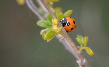 How Long Do Ladybugs Live? Facts About Their Life & Survival how long do ladybugs live