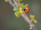 How Long Do Ladybugs Live? Facts About Their Life & Survival how long do ladybugs live