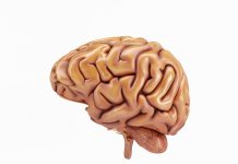 Does Your Brain Eat Itself? How Aging Affects Brain Health Does Your Brain Eat Itself