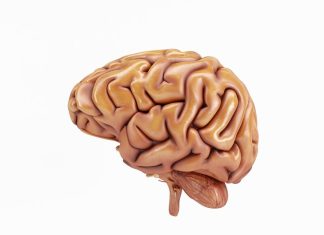 Does Your Brain Eat Itself? How Aging Affects Brain Health Does Your Brain Eat Itself