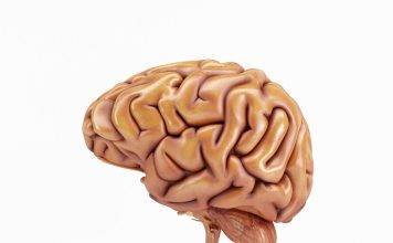 Does Your Brain Eat Itself? How Aging Affects Brain Health Does Your Brain Eat Itself