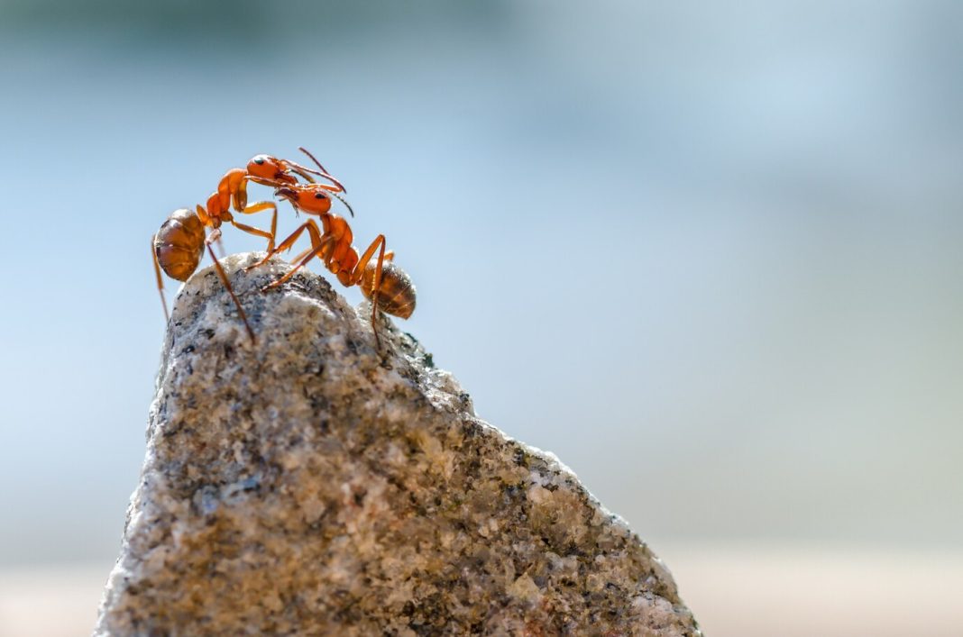Do Ants Have Lungs Looking At Their Tiny World Inky Waves Do ants have lungs looking at their tiny world inky waves