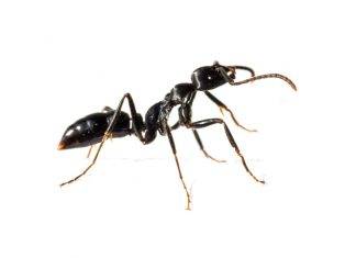 Do Ants Have Lungs? Looking At Their Tiny World do ants have lungs