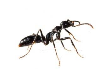 Do Ants Have Lungs? Looking At Their Tiny World do ants have lungs