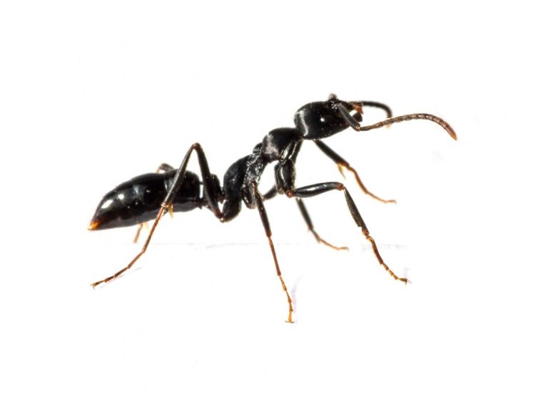Do Ants Have Lungs Looking At Their Tiny World Inky Waves Do ants have lungs looking at their tiny world inky waves