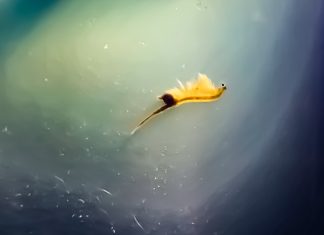 How Long Do Sea Monkeys Live? how long do sea monkeys live