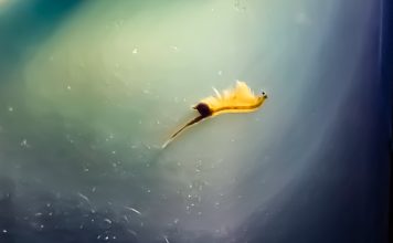 How Long Do Sea Monkeys Live? how long do sea monkeys live