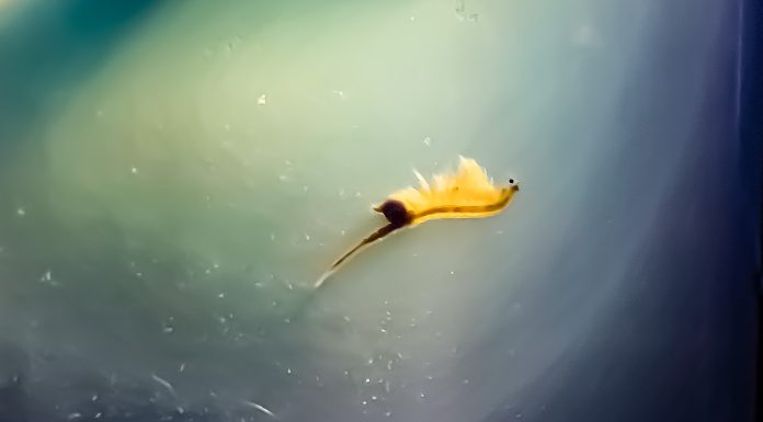 How Long Do Sea Monkeys Live? how long do sea monkeys live