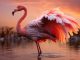Why Does A Flamingo Lose Its Pink: A Naturalistic View why does a flamingo lose its pink