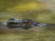 Do Crocodiles Die of Old Age, or Are They Truly Immortal? do crocodiles die of old age