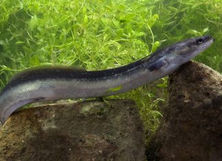 How Do Eels Reproduce? The Truth Will Surprise You! how do eels reproduce