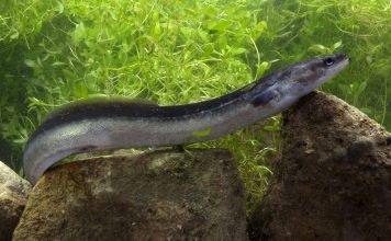 How Do Eels Reproduce? The Truth Will Surprise You! how do eels reproduce