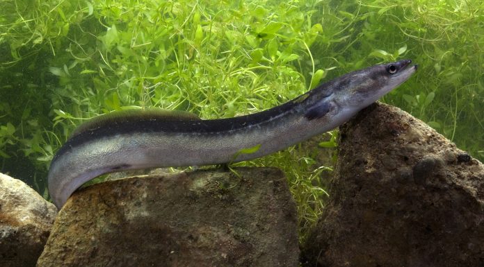 How Do Eels Reproduce? The Truth Will Surprise You! how do eels reproduce