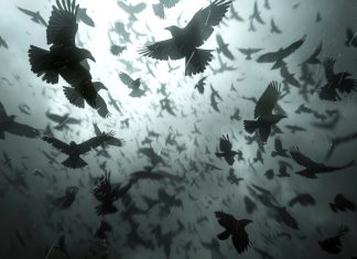 What Is A Flock Of Ravens Called: Here’s An Answer what is a flock of ravens called