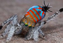 Sparklemuffin Peacock Spider: What You Need to Know sparklemuffin peacock spider