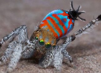 Sparklemuffin Peacock Spider: What You Need to Know sparklemuffin peacock spider