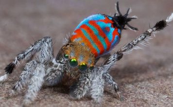 Sparklemuffin Peacock Spider: What You Need to Know sparklemuffin peacock spider