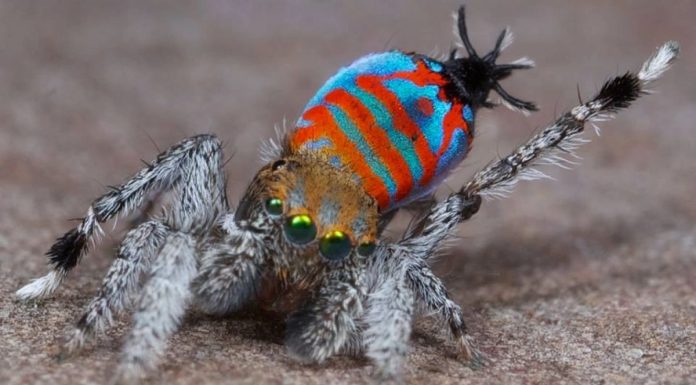 Sparklemuffin Peacock Spider: What You Need to Know sparklemuffin peacock spider