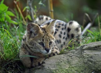 Can A Serval Cat Kill A Human? The Truth Revealed can a serval cat kill a human