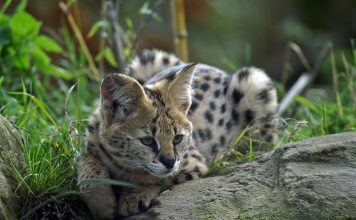 Can A Serval Cat Kill A Human? The Truth Revealed can a serval cat kill a human