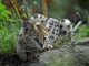 Can A Serval Cat Kill A Human? The Truth Revealed can a serval cat kill a human
