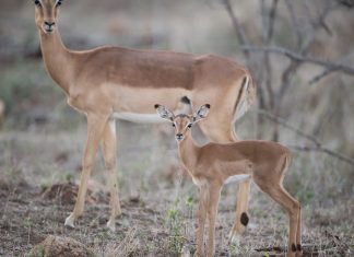 Do Deer Eat Mums? Ecofriendly Protection for Your Garden do deer eat mums