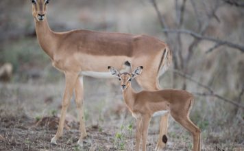Do Deer Eat Mums? Ecofriendly Protection for Your Garden do deer eat mums