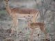 Do Deer Eat Mums? Ecofriendly Protection for Your Garden do deer eat mums